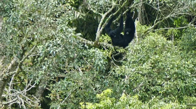 Suara Siamang di Hutan Gayo Kian Menghilang