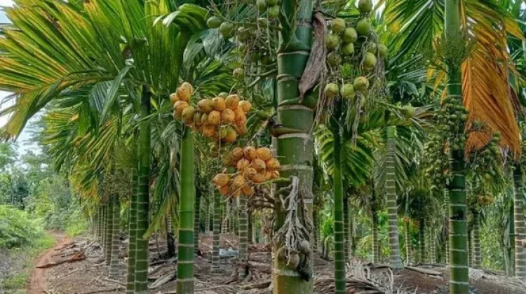 Harga Pinang di Bener Meriah Stabil, Warga Pilih Jual Kering