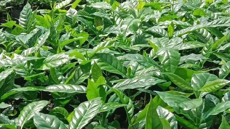Program 10 Juta Bibit Kopi untuk Kebangkitan Perkebunan Kopi Bener Meriah