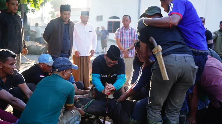 Sapi Limosin 824 Kg Bantuan Presiden Dipotong di Takengon