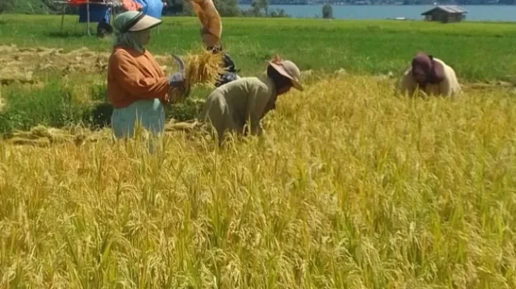 Petani Nosar Mulai Panen Padi Inpari 28