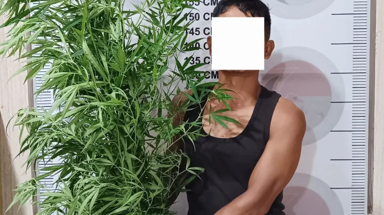 Tanam Ganja di Kebun Cabai, Pria Bener Meriah Diciduk Polisi
