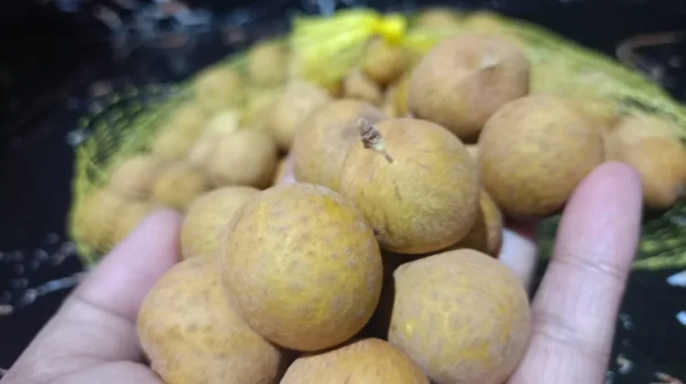 Kandungan Gizi Buah Kelengkeng, Kecil Bentuknya Besar Manfaatnya