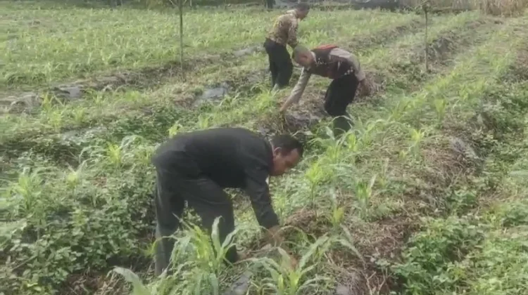 Polsek Pintu Rime Gayo Data Lahan Pekarangan Bergizi Milik Warga