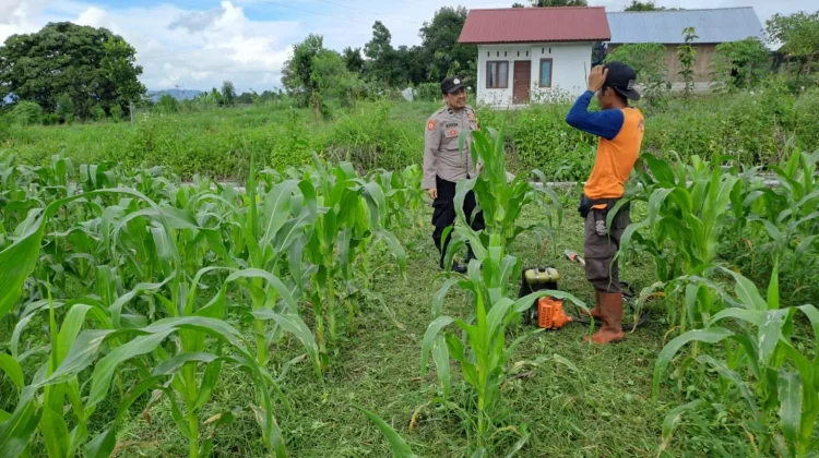 Polsubsektor Gajah Putih Data Lahan Produktif dan Tanam Jagung Bersama Warga