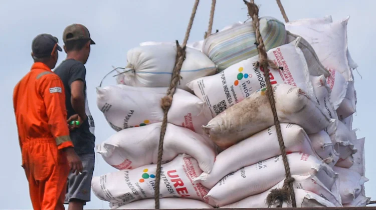Harga Pupuk Non Subsidi Melonjak, Petani Aceh Tengah Menjerit