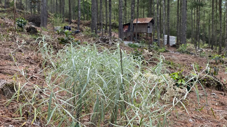 LPHK Linge Lestari Kembangkan Kopi tanpa Menebang Hutan