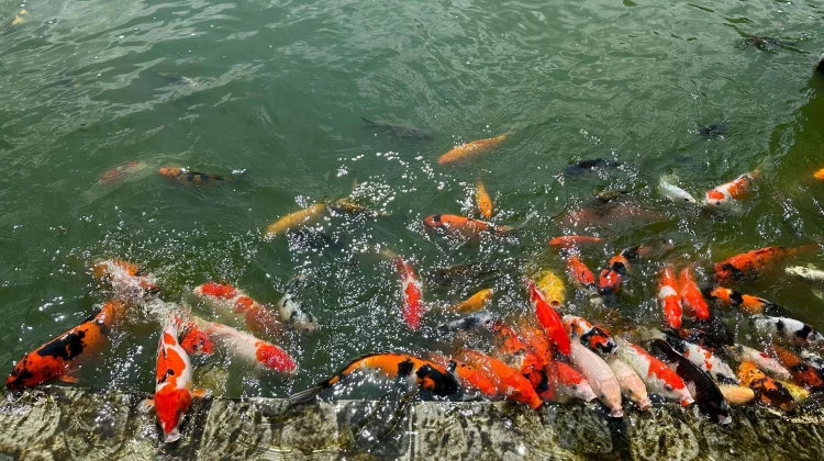 Peluang Bisnis Ikan Koi Aceh Semakin Menjanjikan 2026