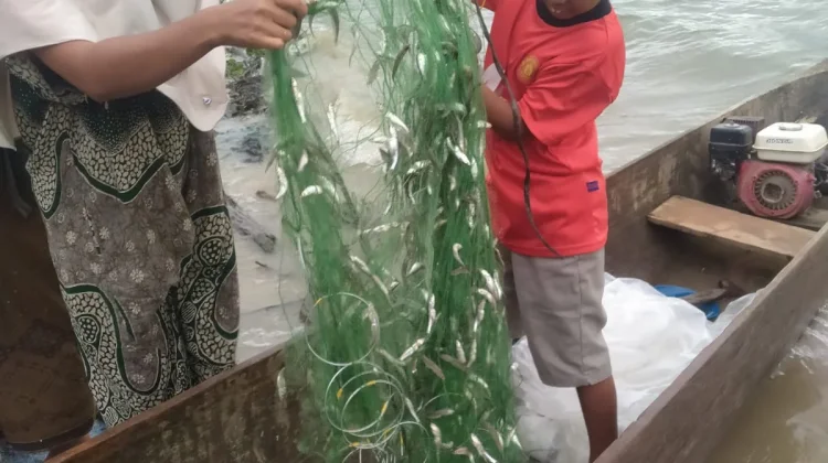 Hasan Sulaiman Panen Ikan Depik di Danau Lut Tawar