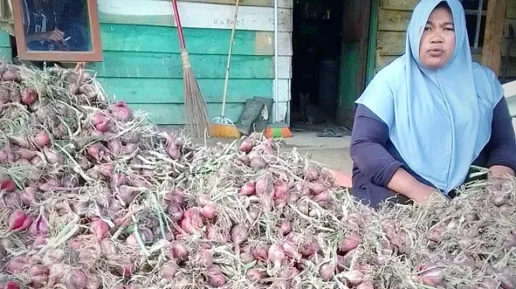 Panen Perdana Bawang Nosar Usai Delapan Bulan Bencana Alam