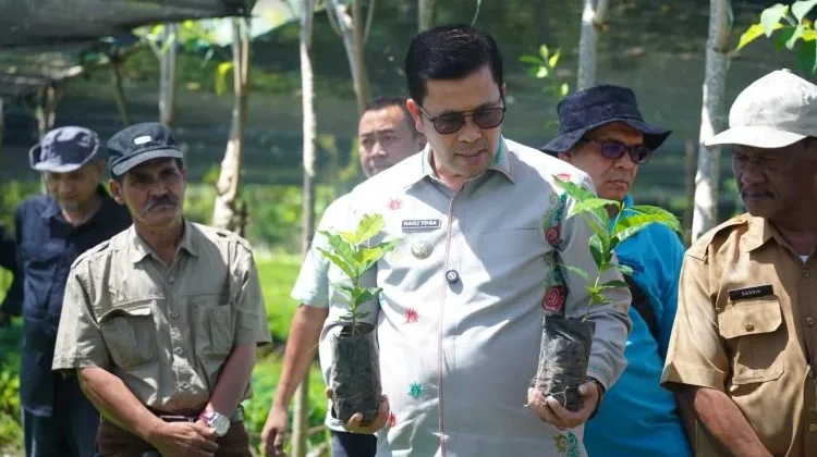 Produksi 4 Juta Bibit Kopi Arabika Gayo 3 Siap Disalurkan