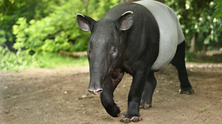 Tapir, Satwa Unik Penjaga Hutan yang Semakin Langka