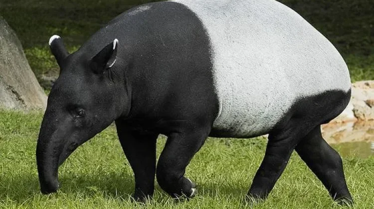 Ketentuan Hukum Konsumsi Daging Tapir Menurut Syariat Islam