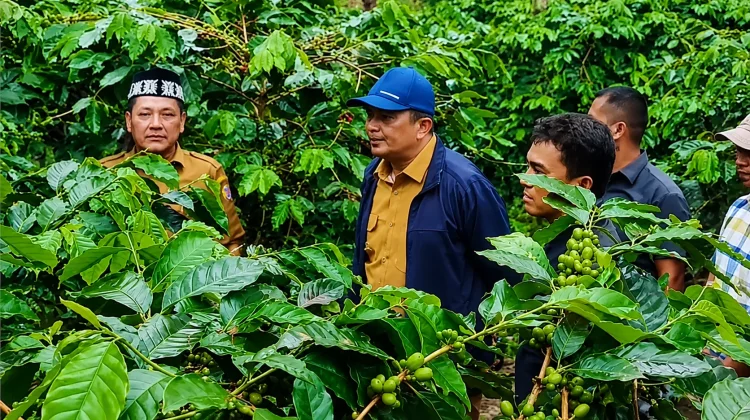 Bupati Gayo Lues Tinjau Kebun Kopi Warga, Serap Aspirasi Petani