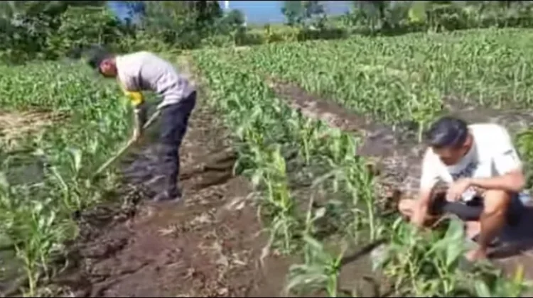 Bhabinkamtibmas Data Lahan Jagung Produktif di Gajah Putih