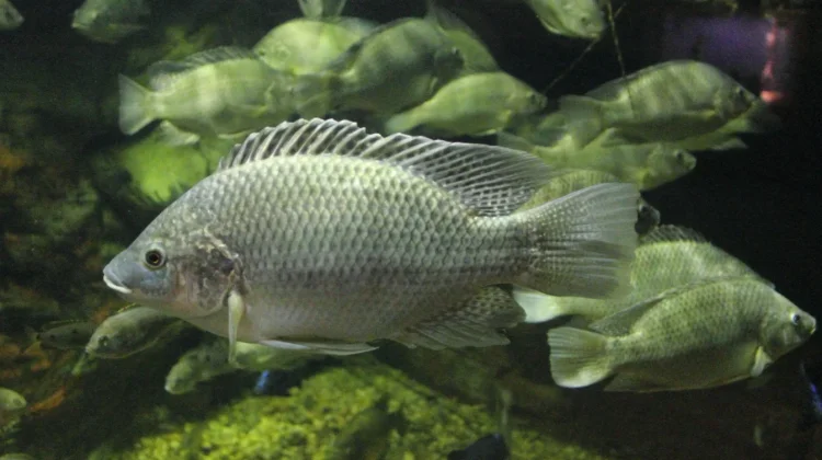 Jangan Keliru! Ini Perbedaan Ikan Nila dan Mujair yang Mendominasi Danau Lut Tawar