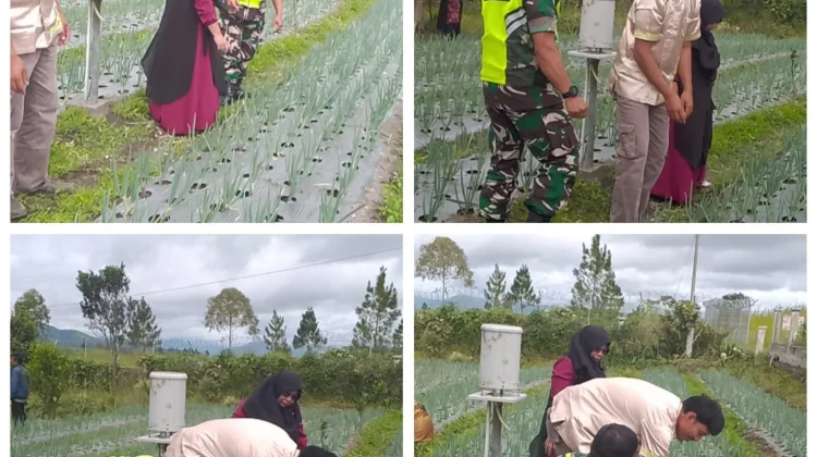 Babinsa Koramil 06/Bukit Dampingi Petani, Dukung Program Ketahanan Pangan