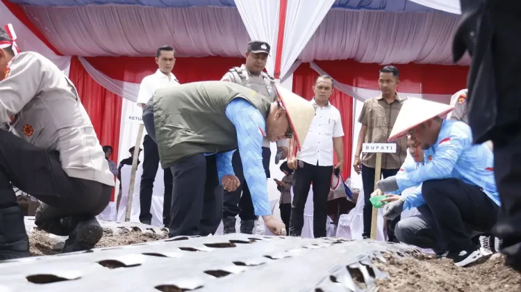 Bener Meriah Targetkan 10 Hektare Lahan Swasembada Bawang Putih