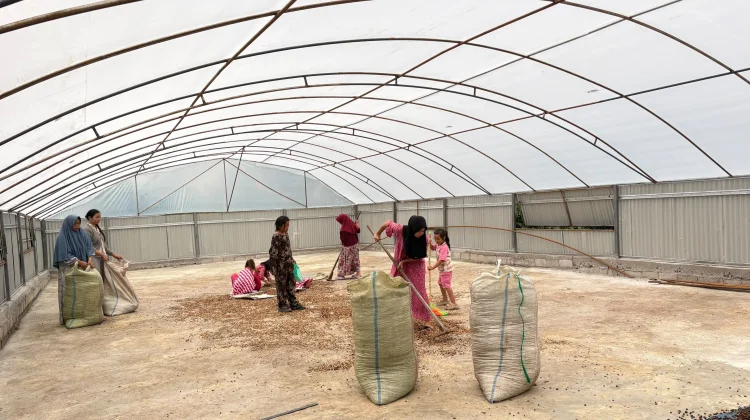 Dry House Tenaga Surya Perkuat Usaha Perempuan Petani Kopi Gayo