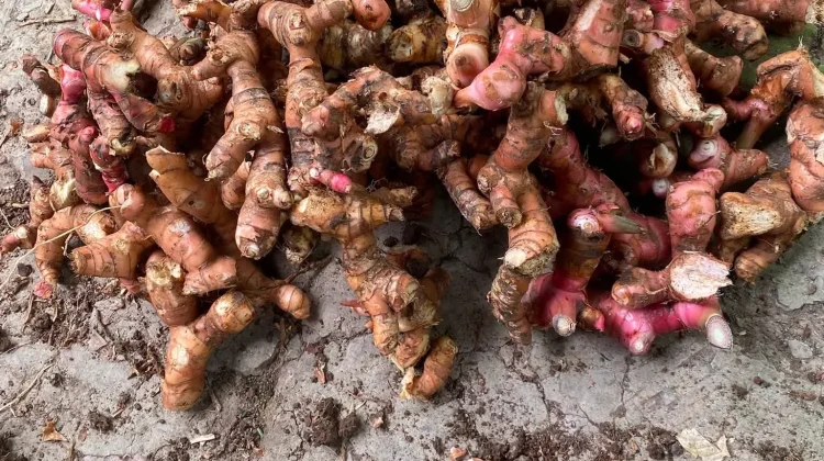 Lengkuas, Bukan Sekadar Bumbu Dapur: Kaya Antioksidan dan Manfaat bagi Kesehatan
