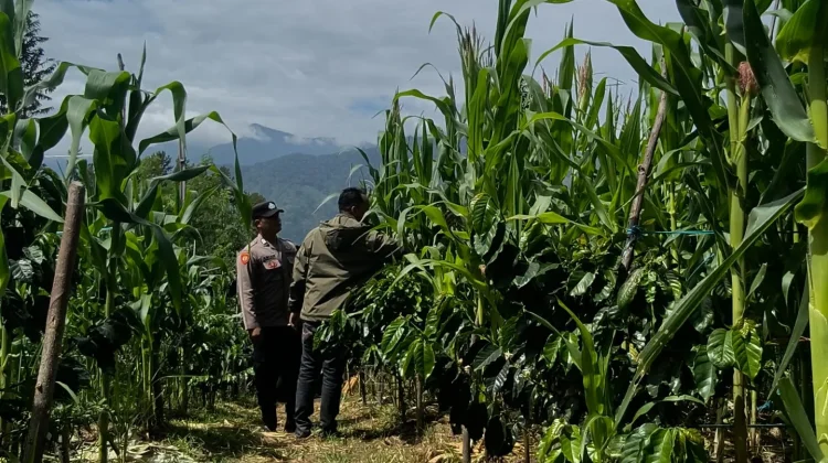 Polsek Mesidah Inventarisir Lahan Pekarangan Pangan Bergizi