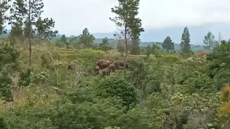 Gajah Masuk Permukiman Padat, FK-PECI Soroti Gangguan Jalur Lintasan Satwa