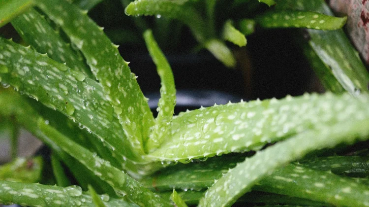 Masker Aloe Vera untuk Rambut Sehat