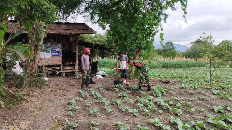 Babinsa Koramil 03/TG Dampingi Petani Rawat Tanaman Kubis
