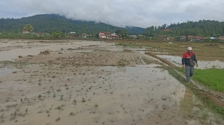 Pemkab Gayo Lues Pulihkan Sawah Rusak Pascabencana