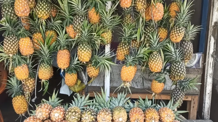 Nanas Toa, Si Manis dari Pegasing yang Diburu Wisatawan