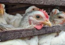 Ayam Potong di Aceh Tengah, Harga Tinggi yang Tak Kunjung Turun