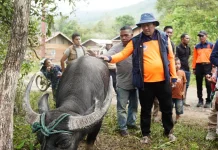331 Sapi dan Kerbau Bantuan Presiden Disalurkan di Aceh Tengah