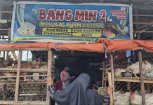 Harga Jual Ayam di Takengon Melambung