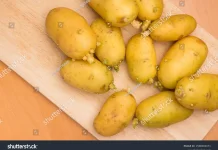 Waspada Kentang Menghijau, Tersembunyi Racun Berbahaya