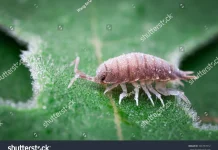 Kasur Tampak Bersih, tapi Tungau Mengintai