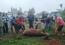 Tradisi Menjelang Idul Fitri di Bulukumba: Kebersamaan yang Tak Lekang Waktu