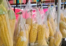 Masa Panen Belum Tiba, Omset Pedagang Jagung Mentah di Takengon Menyusut