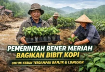 Distribusi Bibit Kopi Prioritaskan Hilirisasi dan Terdampak Bencana