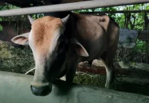 Pemda Bener Meriah Bagikan Daging Meugang Bantuan Presiden