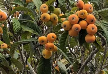 Biwa (Loquat): Buah Eksotis Kaya Manfaat yang Mulai Dilirik