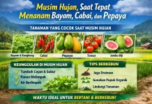 Musim Hujan, saat Tepat Menanam Bayam, Cabai, dan Pepaya