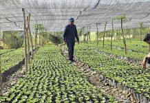 Bupati Gayo Lues Ajak Warga Tanam Kopi di Lahan Tidur