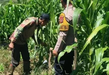 Polsek Mesidah Data Lahan Pekarangan Bergizi