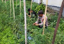Dukung Ketahanan Pangan,  Polsek Bukit Data lahan Produktif
