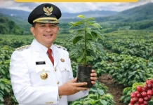 Bupati Gayo Lues Tanam Kopi, Dorong Kemandirian dan Semangat Petani
