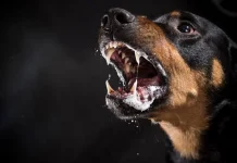 Aceh di Ambang Darurat Rabies, Kasus Gigitan Hewan Terus Meningkat