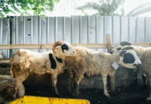 Kurban, Gizi, dan Ikhtiar Umat Memutus Rantai Stunting