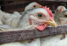 Harga Ayam Potong di Aceh Tengah Masih Stabil Tinggi Pasca Bencana 26 November 2025