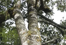 Depik dan Magnolia Banghamii: Dua Endemik Gayo yang Berjuang Bertahan