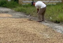Kisah Kopi Gayo di Dataran Tinggi Pasca Bencana Hidrometeorologi